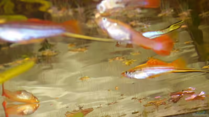 Besatz im Aquarium Becken 7950 von leip1 (21)