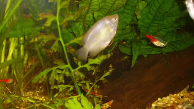 Besatz im Aquarium Becken 7950 von leip1 (22)