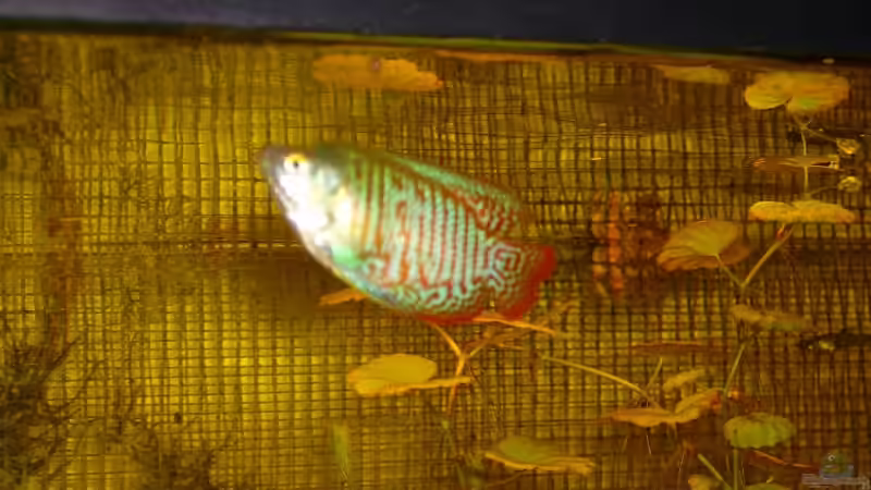 Besatz im Aquarium Becken 7950 von leip1 (23)