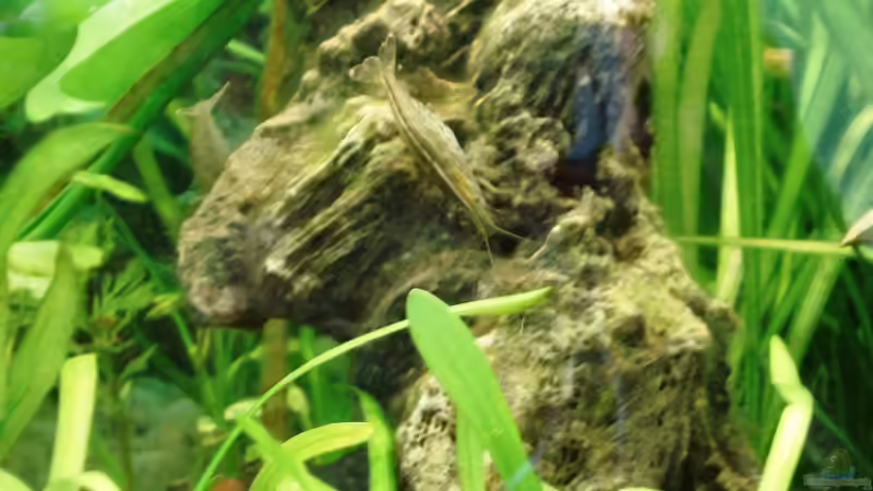 Besatz im Aquarium Becken 7956 von Klaus Pempelfort (3)