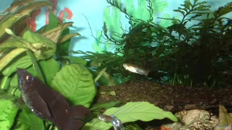 Besatz im Aquarium Becken 796 von Florian Pieper (2)