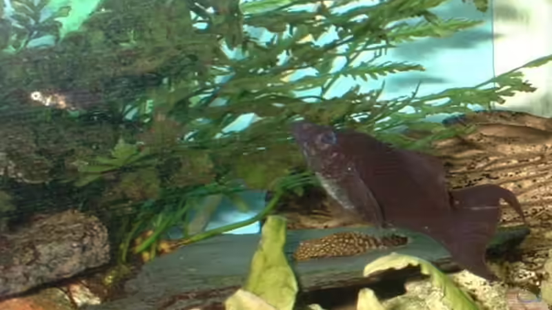 Besatz im Aquarium Becken 796 von Florian Pieper (3)