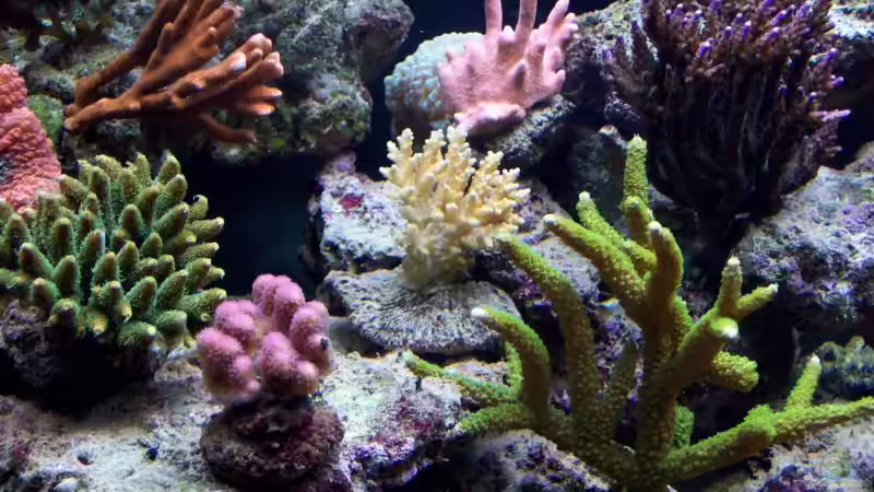 Besatz im Aquarium Becken 7965 von Lars Leonhardt (31)