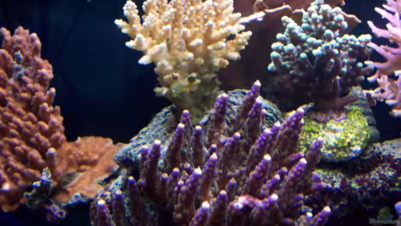 Besatz im Aquarium Becken 7965 von Lars Leonhardt (35)