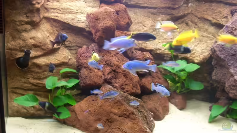 Besatz im Aquarium Becken 7970 von Toni Wagner (10)