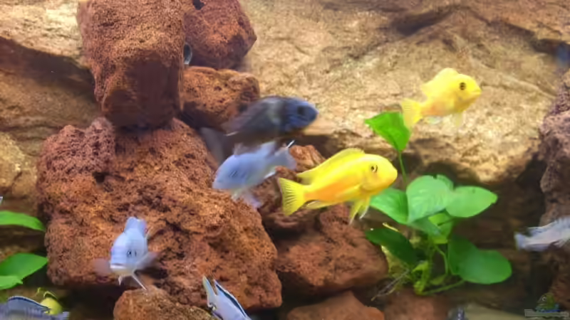 Besatz im Aquarium Becken 7970 von Toni Wagner (9)