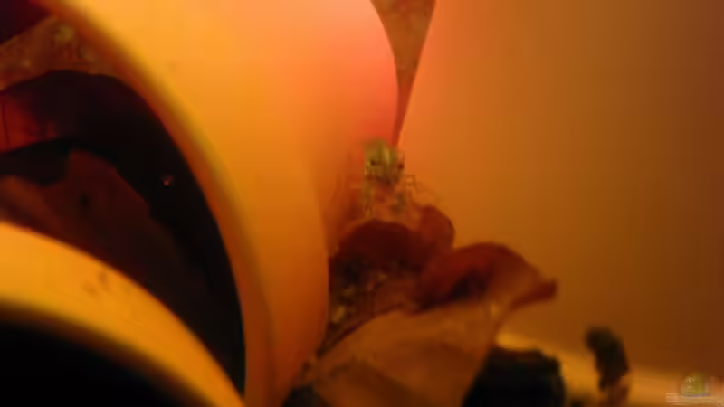 Besatz im Aquarium Becken 7972 von Wirbellose-Arenth (7)