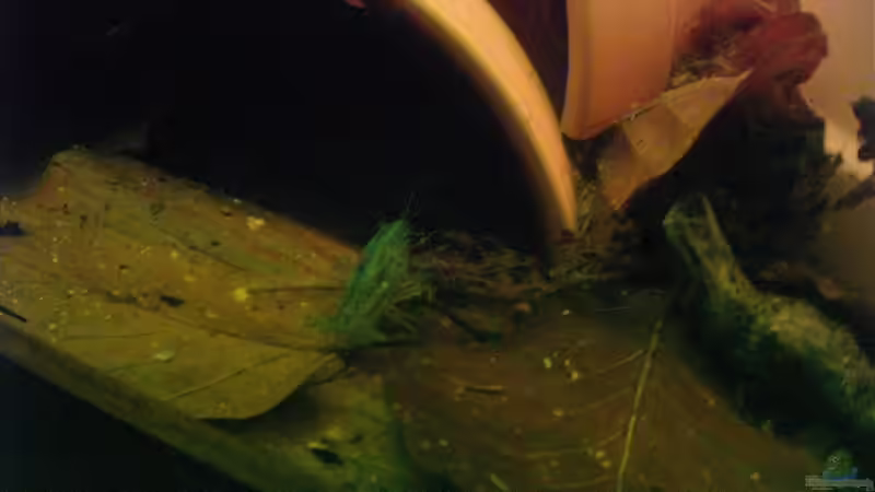 Besatz im Aquarium Becken 7972 von Wirbellose-Arenth (8)