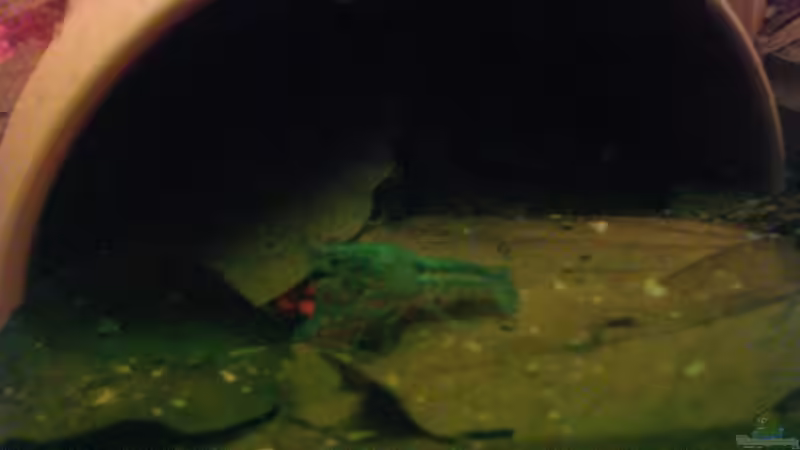 Besatz im Aquarium Becken 7972 von Wirbellose-Arenth (9)