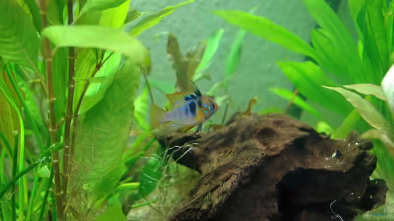 Besatz im Aquarium Becken 7974 von Fabian (11)