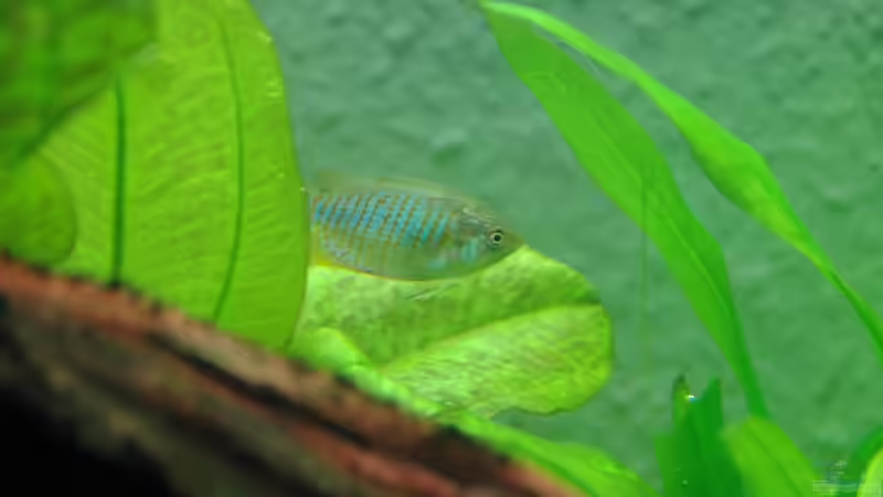 Besatz im Aquarium Becken 7974 von Fabian (13)