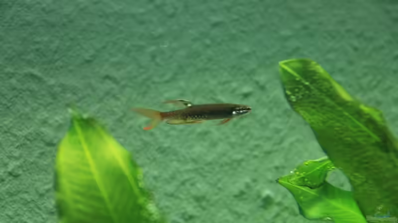 Besatz im Aquarium Becken 7974 von Fabian (14)