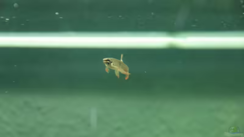 Besatz im Aquarium Becken 7974 von Fabian (15)