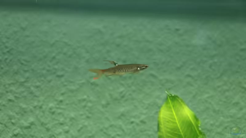 Besatz im Aquarium Becken 7974 von Fabian (16)