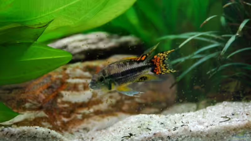 Besatz im Aquarium Becken 7974 von Fabian (4)