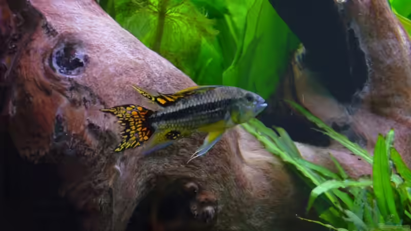 Besatz im Aquarium Becken 7974 von Fabian (6)