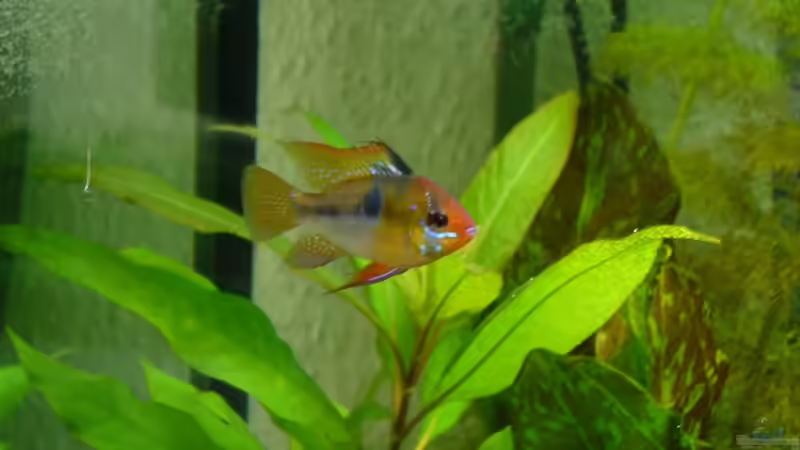 Besatz im Aquarium Becken 7974 von Fabian (9)