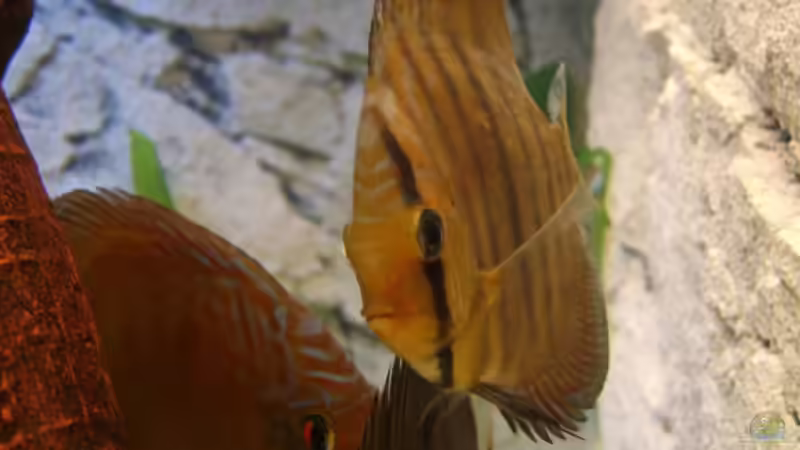 Besatz im Aquarium Becken 7996 von Matthias Grobitzsch (10)