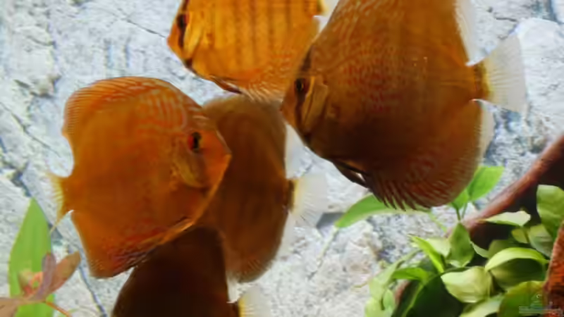 Besatz im Aquarium Becken 7996 von Matthias Grobitzsch (13)