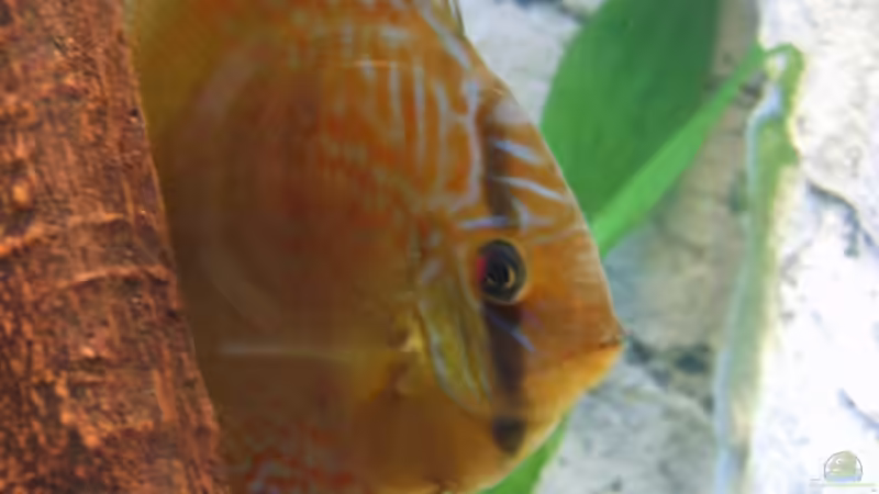 Besatz im Aquarium Becken 7996 von Matthias Grobitzsch (14)