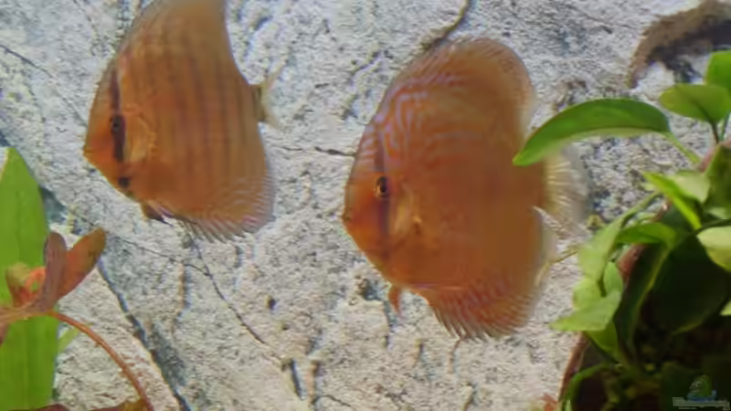 Besatz im Aquarium Becken 7996 von Matthias Grobitzsch (9)