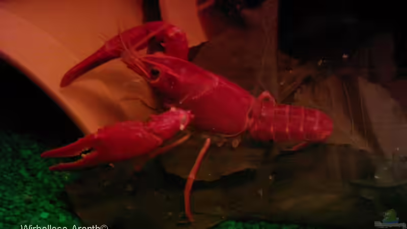 Besatz im Aquarium Becken 7999 von Wirbellose-Arenth (2)