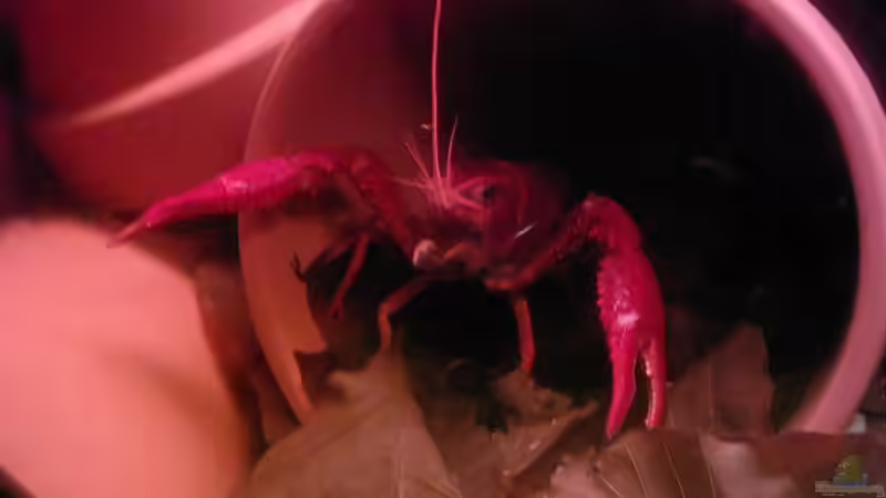 Besatz im Aquarium Becken 7999 von Wirbellose-Arenth (6)