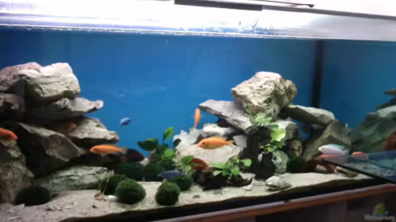 Besatz im Aquarium Becken 800 von Heiko Schipke (10)