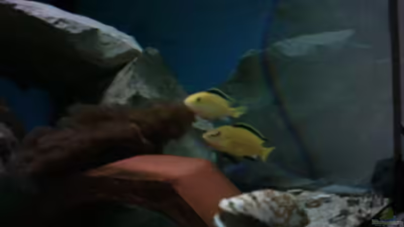 Besatz im Aquarium Becken 800 von Heiko Schipke (6)