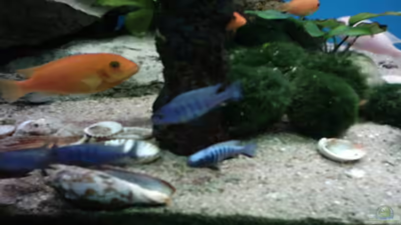 Besatz im Aquarium Becken 800 von Heiko Schipke (7)