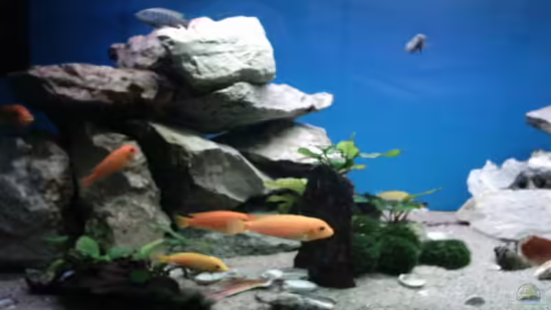 Besatz im Aquarium Becken 800 von Heiko Schipke (9)