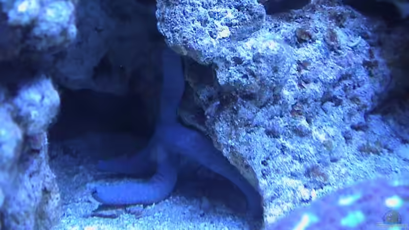 Besatz im Aquarium Becken 8006 von Michael Tusch (11)