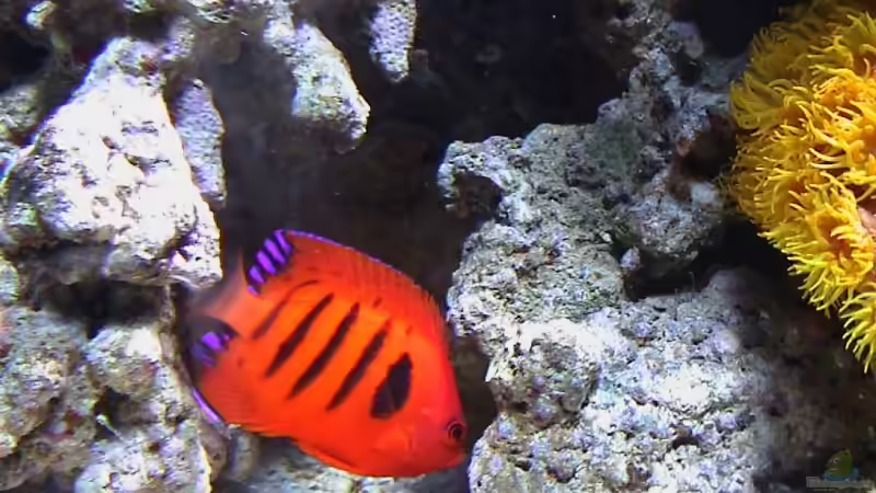 Besatz im Aquarium Becken 8006 von Michael Tusch (14)