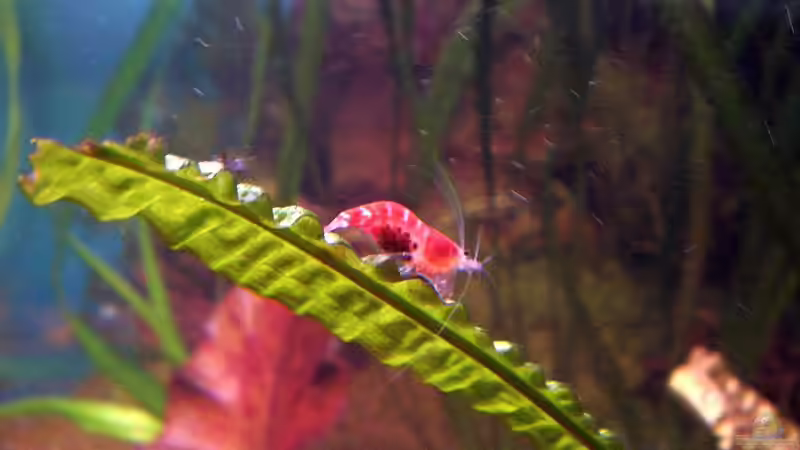 Besatz im Aquarium Becken 8007 von Wirbellose-Arenth (2)