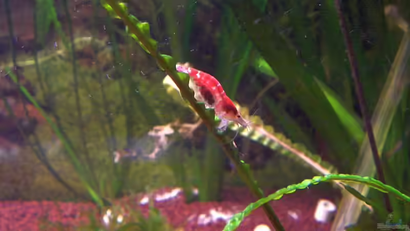 Besatz im Aquarium Becken 8007 von Wirbellose-Arenth (3)