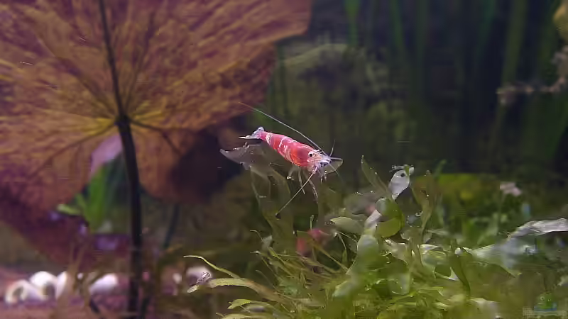 Besatz im Aquarium Becken 8007 von Wirbellose-Arenth (4)