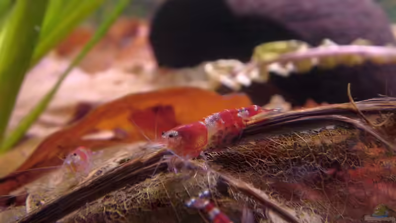 Besatz im Aquarium Becken 8007 von Wirbellose-Arenth (5)