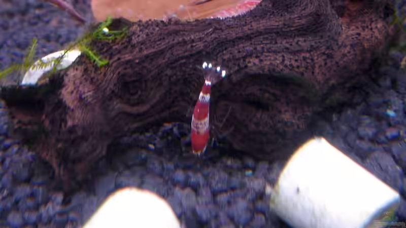 Besatz im Aquarium Becken 8007 von Wirbellose-Arenth (9)