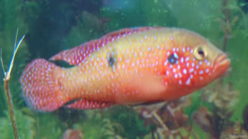 Besatz im Aquarium Becken 8015 von mona (10)