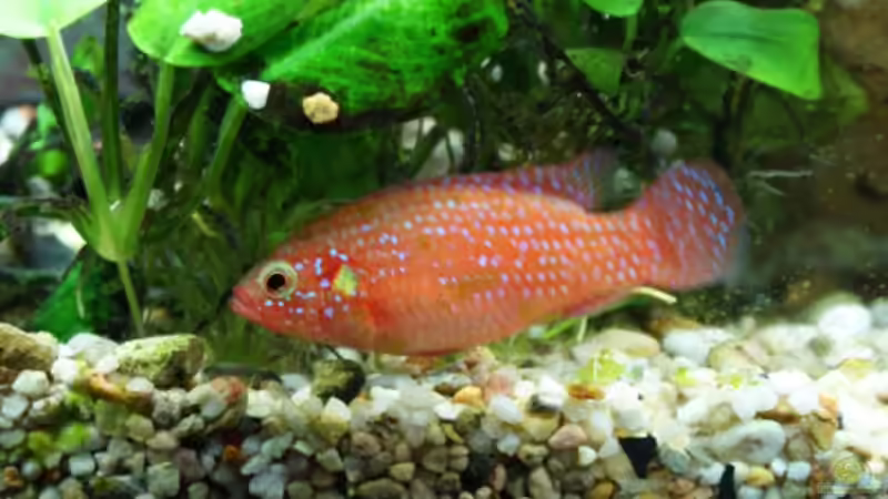 Besatz im Aquarium Becken 8015 von mona (11)