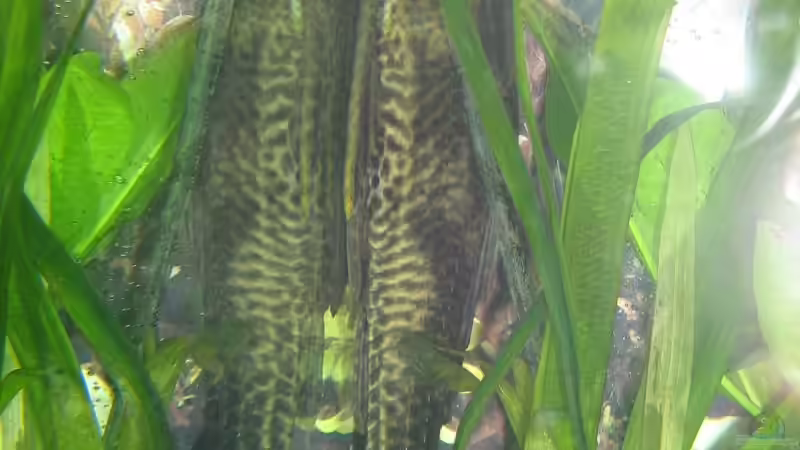 Besatz im Aquarium Becken 8015 von mona (6)