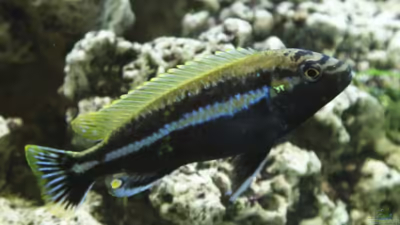 Besatz im Aquarium Becken 8015 von mona (8)