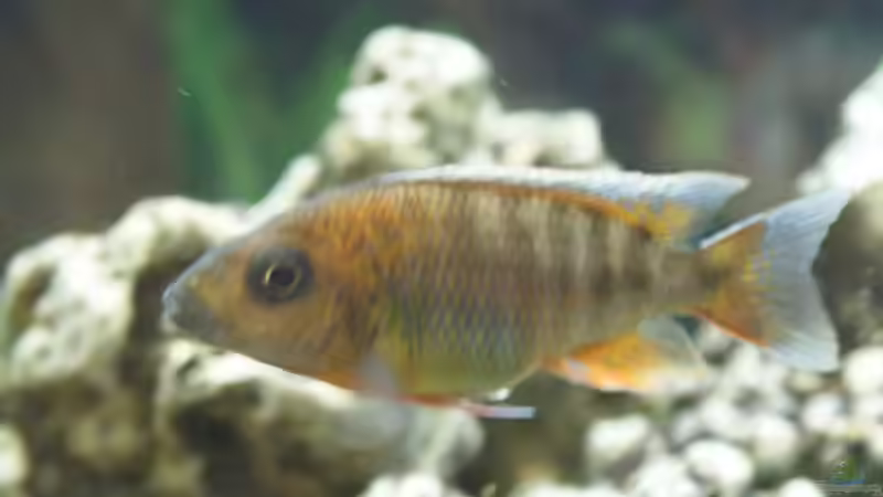 Besatz im Aquarium Becken 8015 von mona (9)