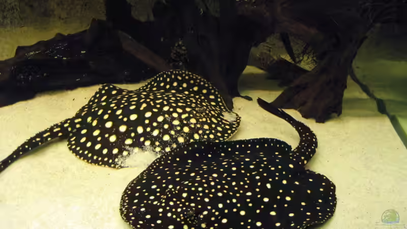 Besatz im Aquarium Becken 8016 von Christian Höhne (10)