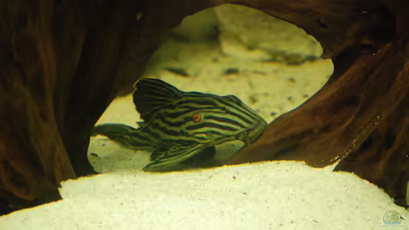 Besatz im Aquarium Becken 8016 von Christian Höhne (11)