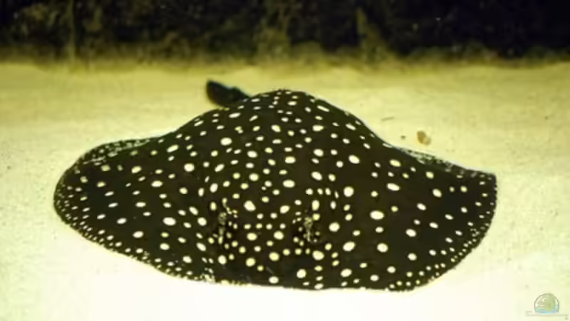 Besatz im Aquarium Becken 8016 von Christian Höhne (7)