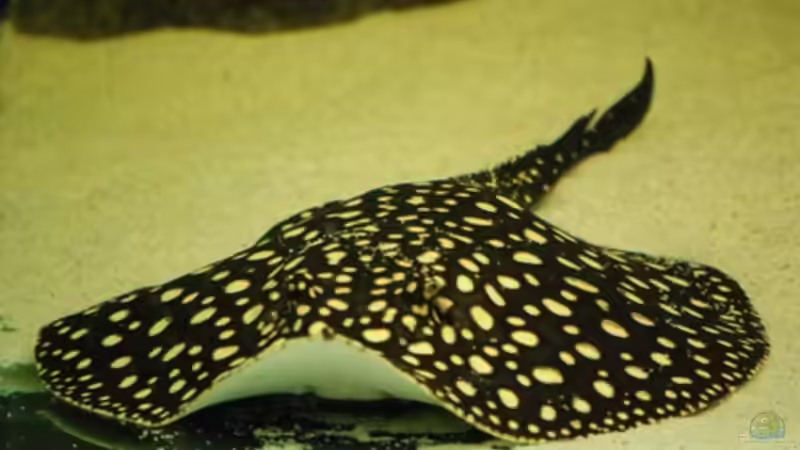 Besatz im Aquarium Becken 8016 von Christian Höhne (8)