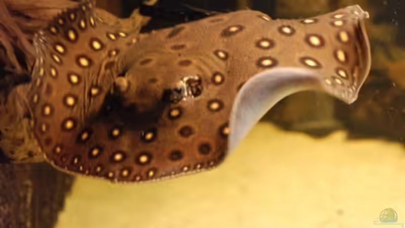 Besatz im Aquarium Becken 8016 von Christian Höhne (9)