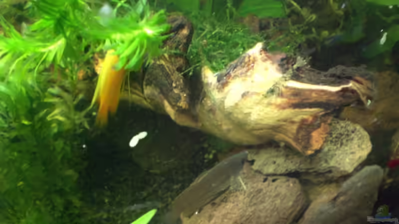 Besatz im Aquarium Becken 8028 von Bartosz Niewidniczy (7)