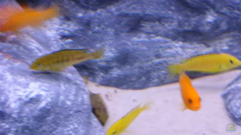 Besatz im Aquarium Becken 8045 von Michael J. (14)